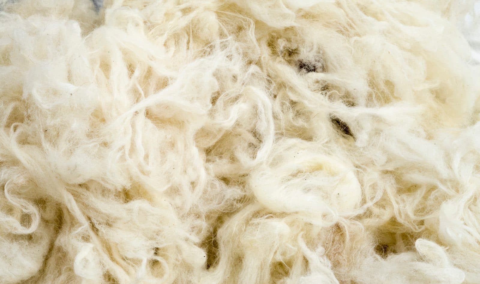 A closeup shot of wool. The dense fibers of wool make wool carpets and rugs a good solution for absorbing sound waves.